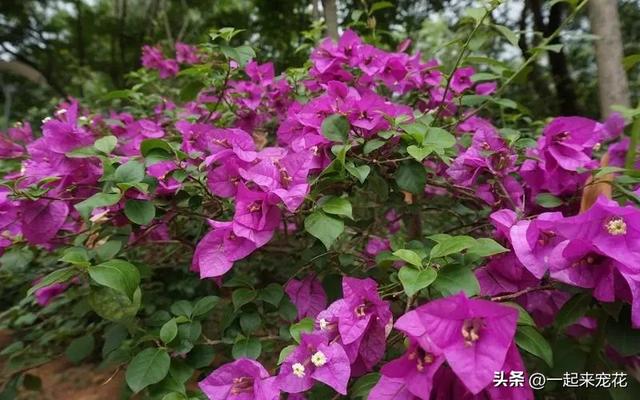 适合新手种植的3种花，秋冬季节开花旺，是阳台盆栽佳品