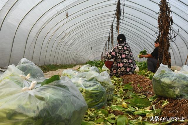 北方农村人种植南方菜，扔一半留一半，只要菜心60天亩赚3000元