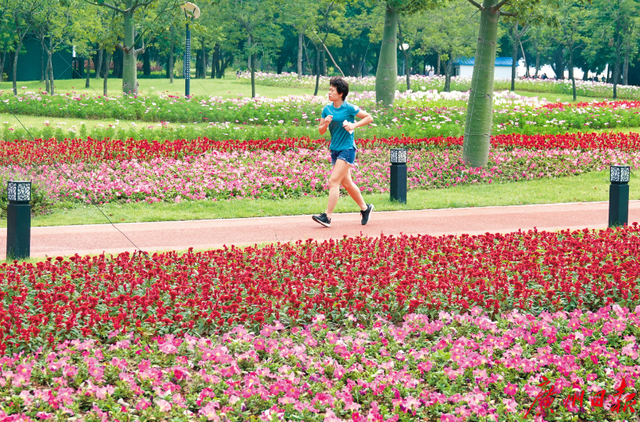 广州“绣花功夫”提升城市“颜值”：行道树将这样种