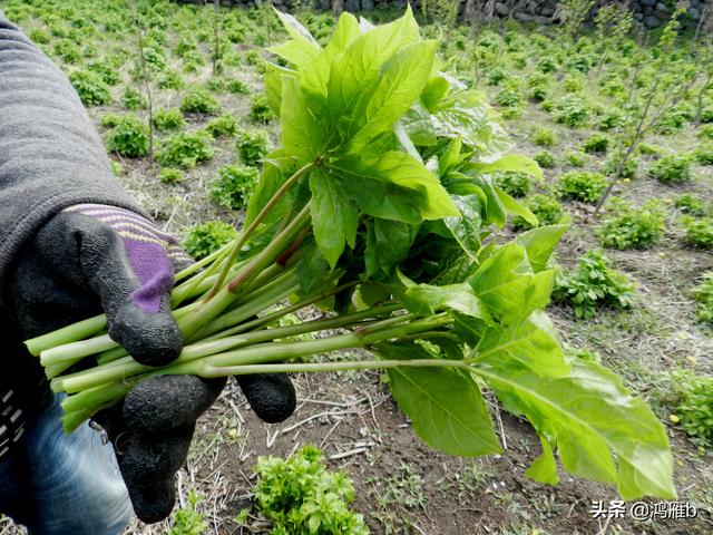 目前正是山菜上市的季节你知道怎样区分野生的和栽植的吗