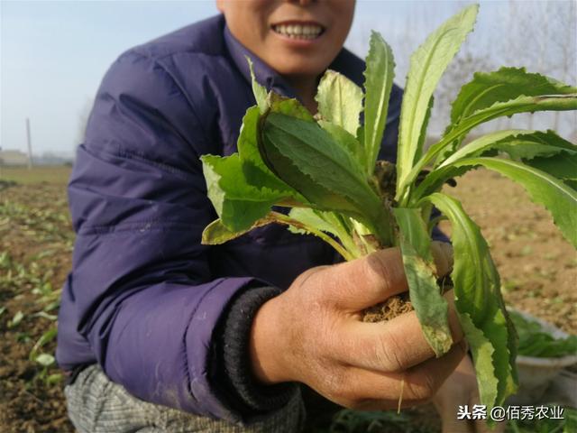 农村人大冬天种植露天蔬菜，不怕冻成本低，加工成脱水蔬菜特美味