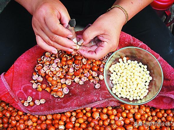 芡实怎么种植？芡实的种植方法