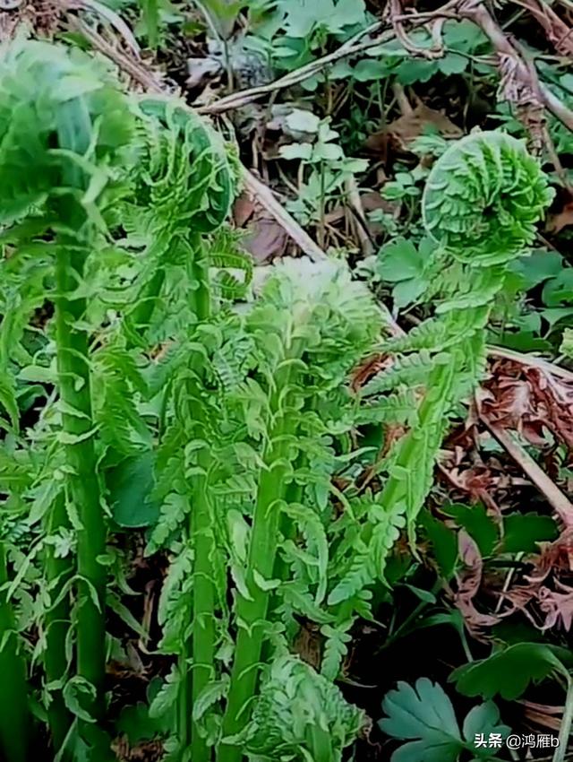 目前正是山菜上市的季节你知道怎样区分野生的和栽植的吗