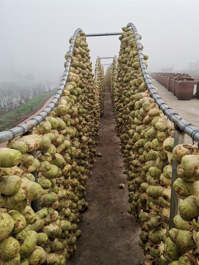 贡井成佳大头菜：成就一道致富“风景”