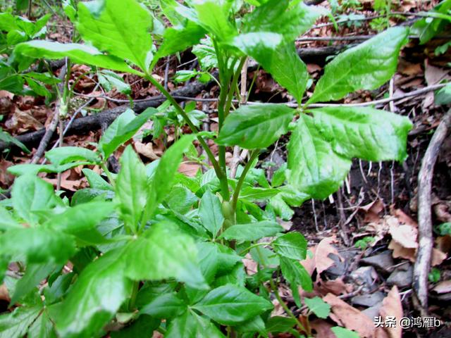 目前正是山菜上市的季节你知道怎样区分野生的和栽植的吗