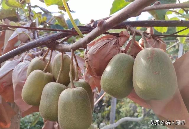 “红阳猕猴桃”如何种植与管理？提前做好这几点，年年都是好收成