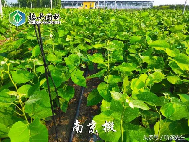 全国最大椴树繁育基地：这家企业做了什么？