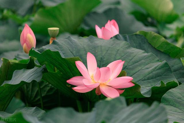 池塘里的荷花，在家也能养，仙气飘飘开满大水缸