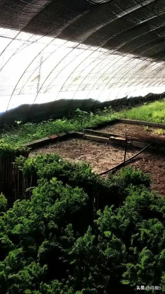 目前正是山菜上市的季节你知道怎样区分野生的和栽植的吗