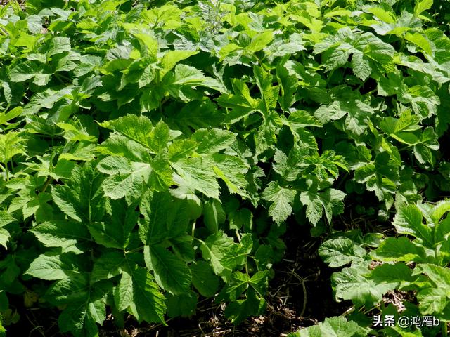 目前正是山菜上市的季节你知道怎样区分野生的和栽植的吗