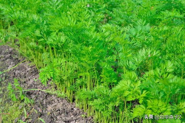 立冬后赶紧种植这三种蔬菜，冬天必备效益还高，附加高产种植技巧