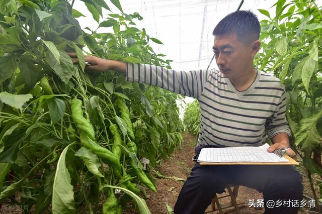 高温天气来了，种植蔬菜把这几点做好，结果多的摘不完