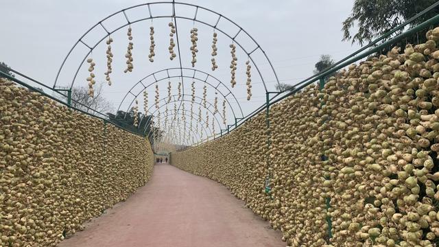 贡井成佳大头菜：成就一道致富“风景”