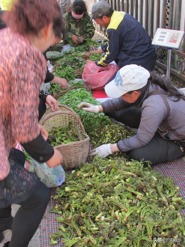 目前正是山菜上市的季节你知道怎样区分野生的和栽植的吗