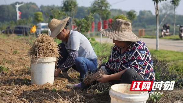 临澧四新岗镇久丰村：林下白芨采收忙  药材种植“丰”景好