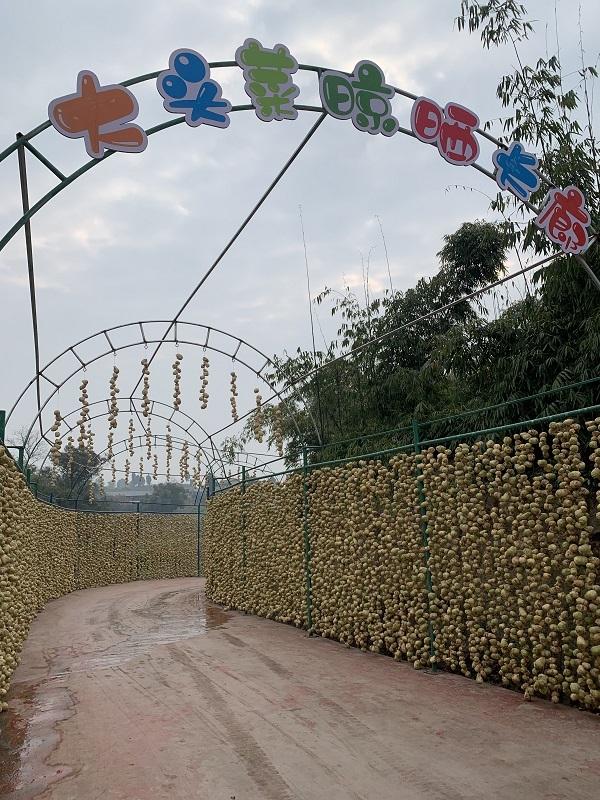 贡井成佳大头菜：成就一道致富“风景”