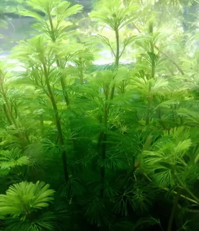 水族造景，少不了这12种草，适合新手造景的水草