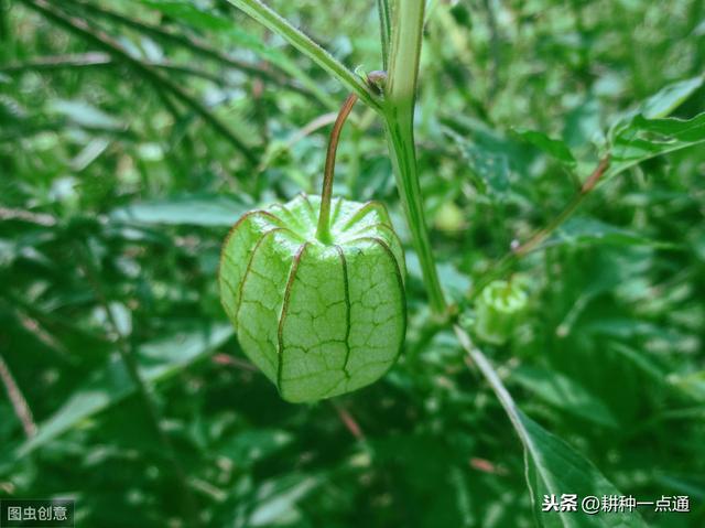 具有食用和药用价值的大棚菇娘得这么种植