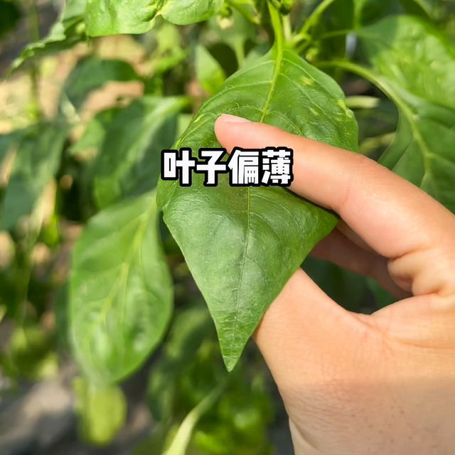 辣椒前期管理主要就四个事#蔬菜大棚