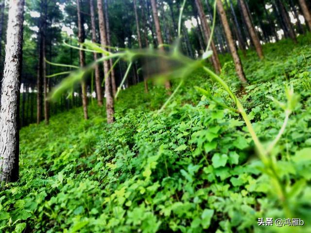 目前正是山菜上市的季节你知道怎样区分野生的和栽植的吗