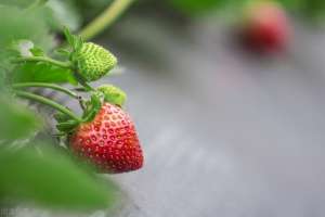 草莓什么种植-怎样种植草莓？