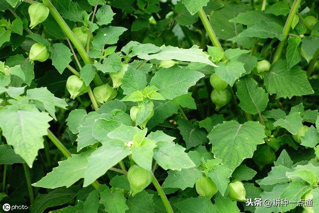 具有食用和药用价值的大棚菇娘得这么种植