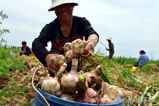 能重茬和不能重茬的作物有哪些？作物重茬烂根死棵现象怎么防治？