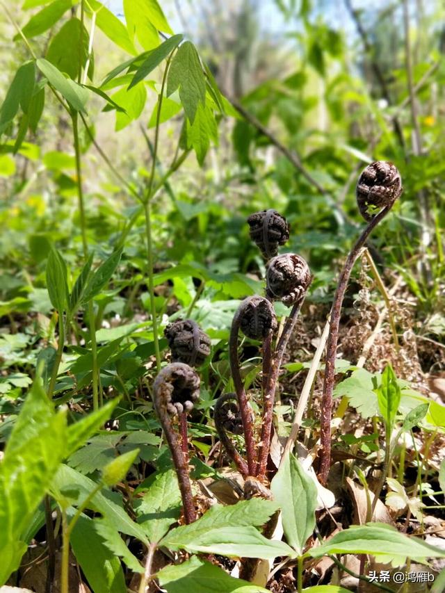 目前正是山菜上市的季节你知道怎样区分野生的和栽植的吗