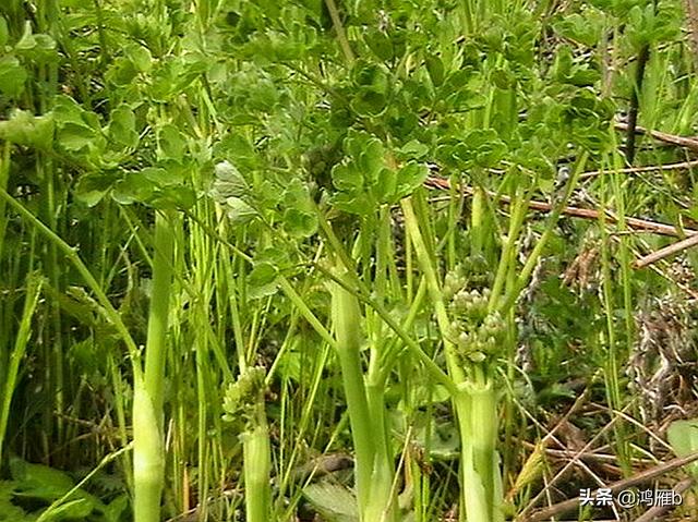 目前正是山菜上市的季节你知道怎样区分野生的和栽植的吗