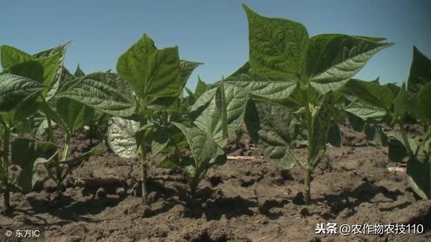 绿豆高产种植技术要点！（干货）