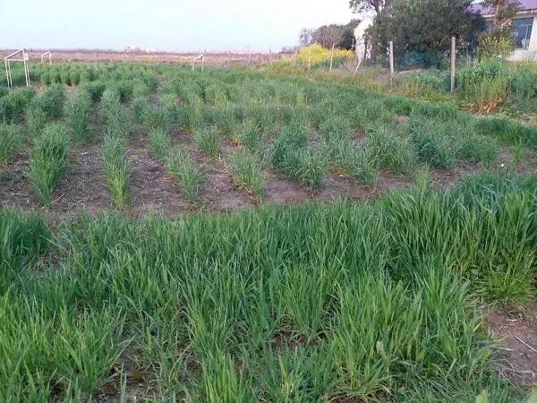 奉贤盐碱地上种大麦，为粮食安全贡献上海科创力量