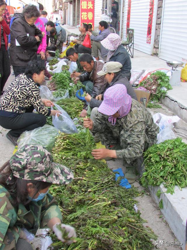 目前正是山菜上市的季节你知道怎样区分野生的和栽植的吗