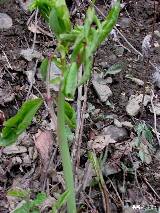 目前正是山菜上市的季节你知道怎样区分野生的和栽植的吗