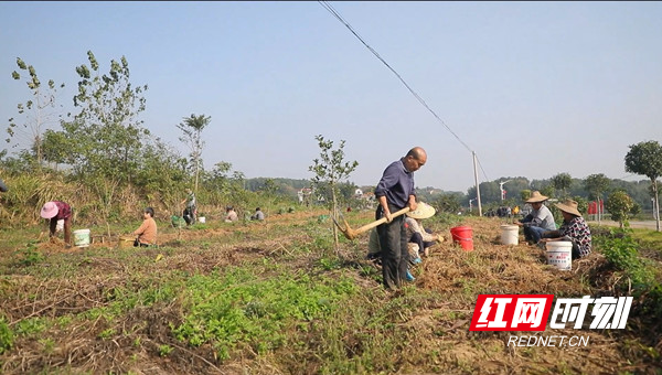 临澧四新岗镇久丰村：林下白芨采收忙  药材种植“丰”景好