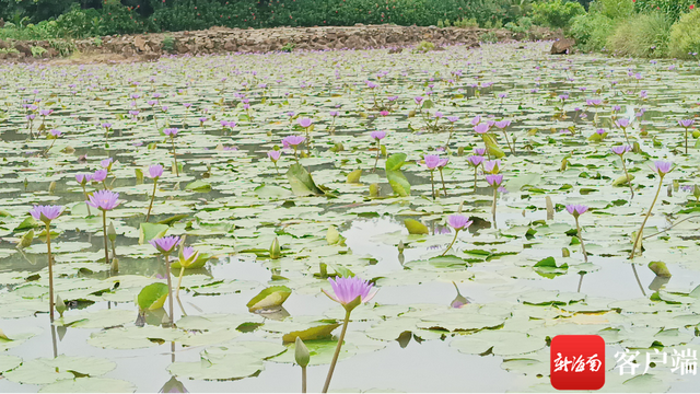 琼海大路镇莲花种植户卢美燕：把芳香产业推向国际