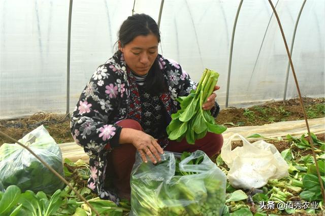 北方农村人种植南方菜，扔一半留一半，只要菜心60天亩赚3000元