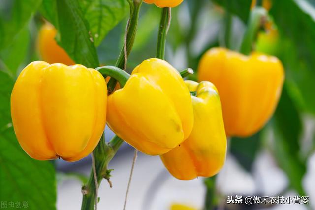 能重茬和不能重茬的作物有哪些？作物重茬烂根死棵现象怎么防治？