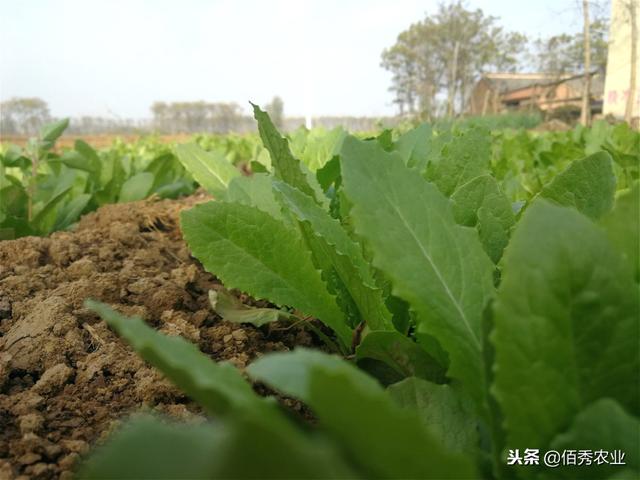 农村人大冬天种植露天蔬菜，不怕冻成本低，加工成脱水蔬菜特美味