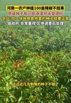 农户种植调查报告-农户种植100亩辣椒不结果质疑种子有问题维权未果商家称未管理好