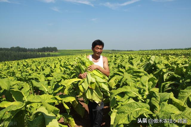 能重茬和不能重茬的作物有哪些？作物重茬烂根死棵现象怎么防治？