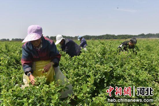 河北景县种植6000余亩金银花 吸纳农村闲散劳动力3000余人