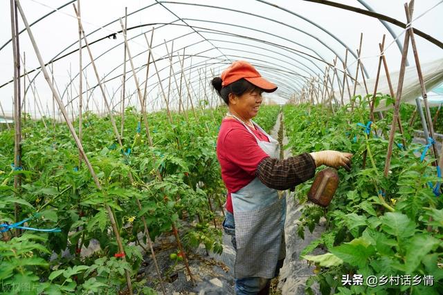 高温天气来了，种植蔬菜把这几点做好，结果多的摘不完