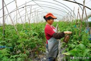 小青菜夏天种植技术