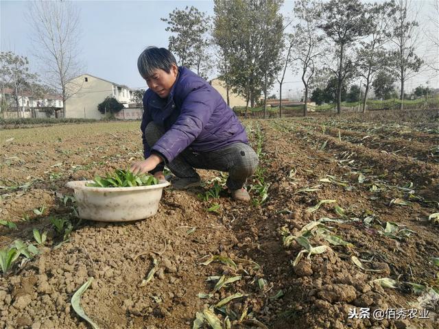 农村人大冬天种植露天蔬菜，不怕冻成本低，加工成脱水蔬菜特美味