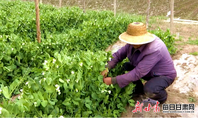 天祝：万亩高原夏菜“蔬”写增收新篇章