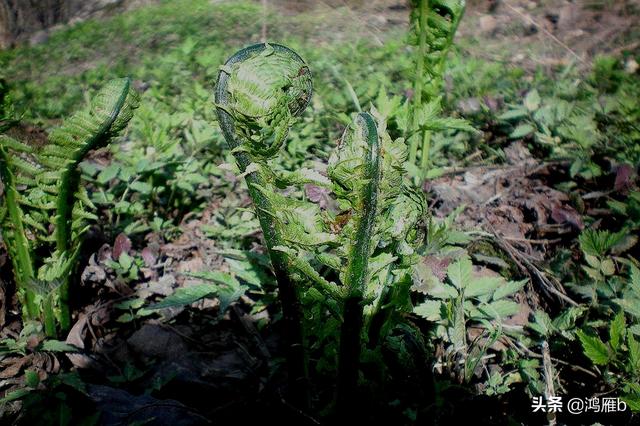 目前正是山菜上市的季节你知道怎样区分野生的和栽植的吗