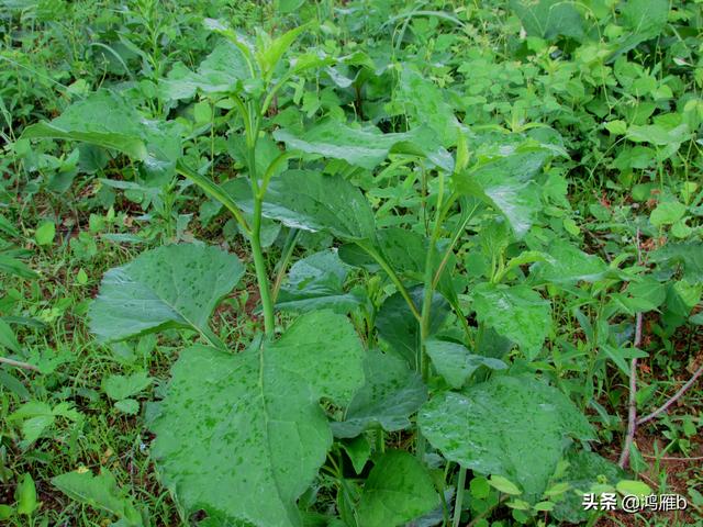 目前正是山菜上市的季节你知道怎样区分野生的和栽植的吗