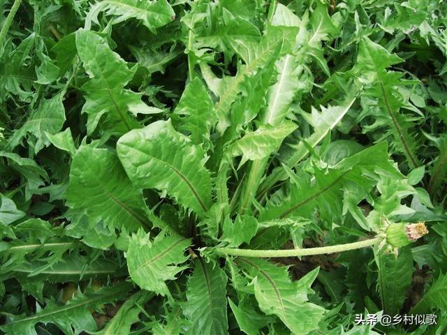 农村如何赚钱？种植野菜