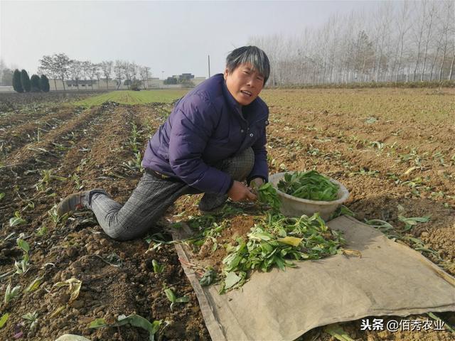 农村人大冬天种植露天蔬菜，不怕冻成本低，加工成脱水蔬菜特美味