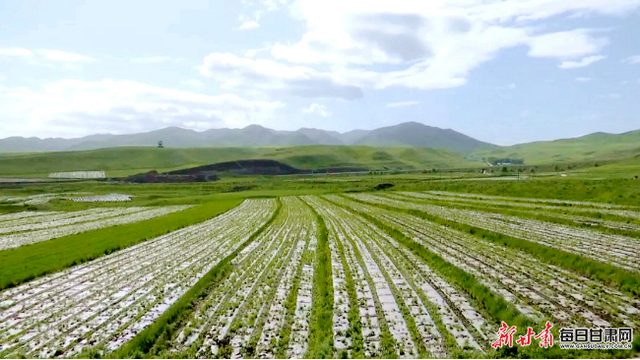 天祝：万亩高原夏菜“蔬”写增收新篇章